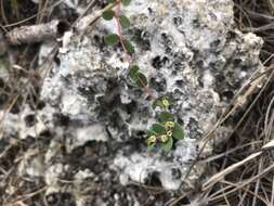 Слика од Euphorbia porteriana (Small) Oudejans