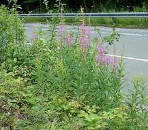 Image of Narrow-Leaf Fireweed