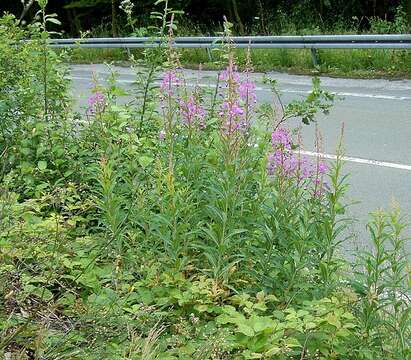 Image of Narrow-Leaf Fireweed