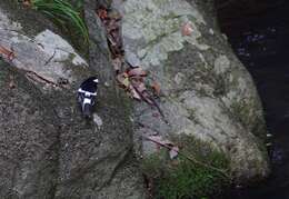 Image of Little Forktail