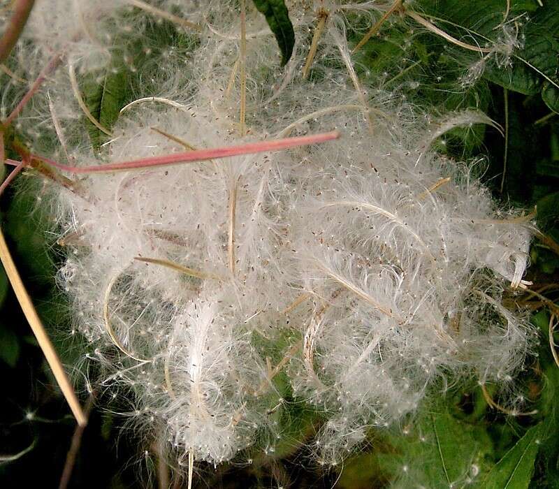 Image of Narrow-Leaf Fireweed