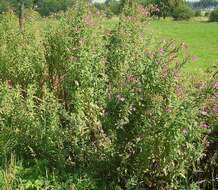 Слика од Epilobium hirsutum L.
