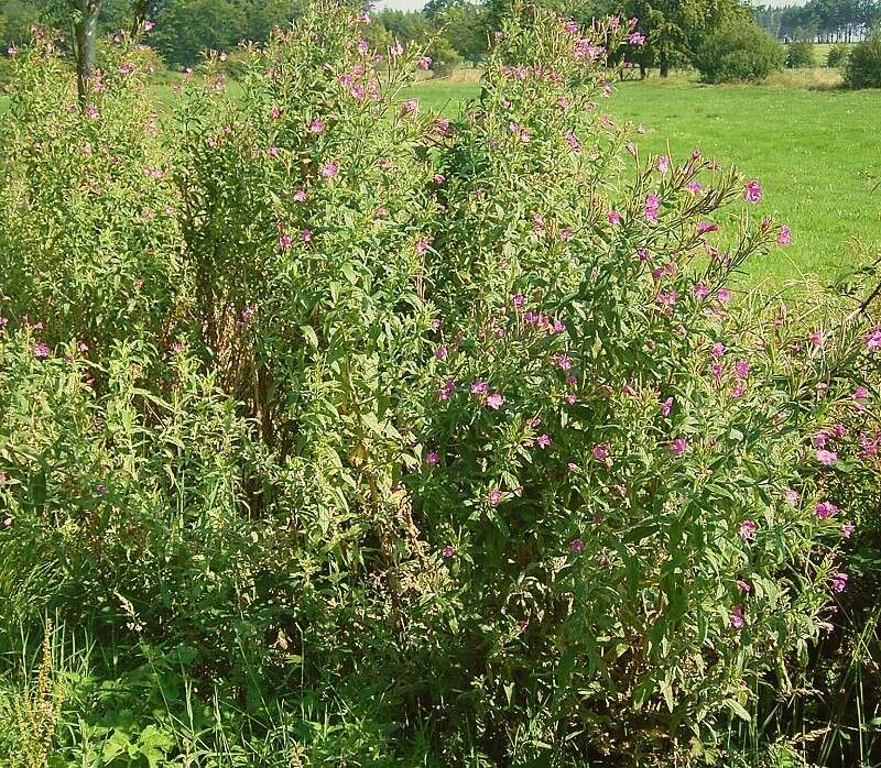Слика од Epilobium hirsutum L.