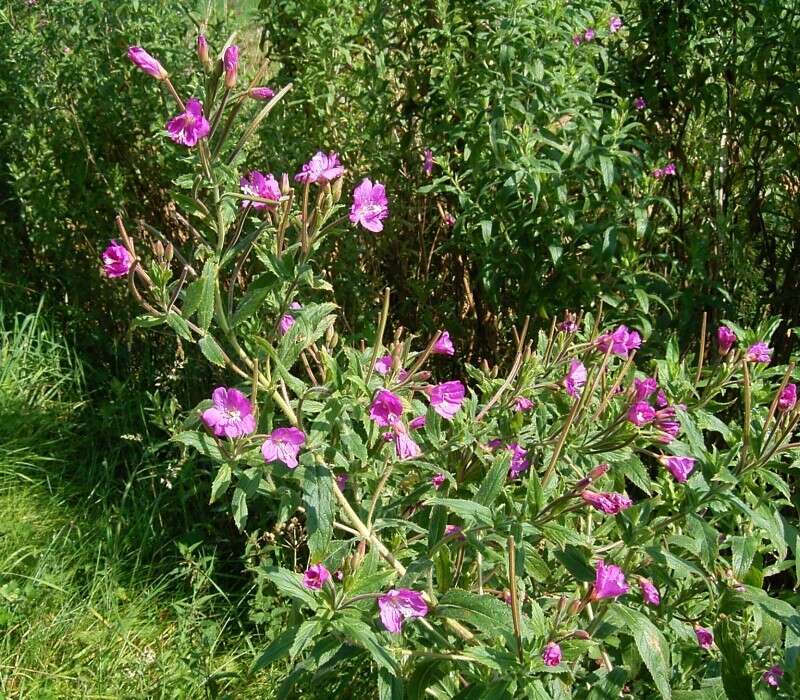 Слика од Epilobium hirsutum L.