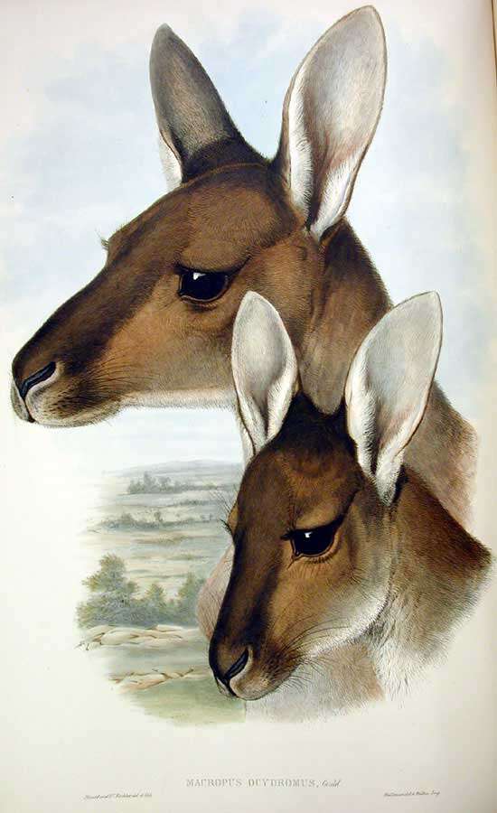 Macropus fuliginosus (Desmarest 1817) resmi