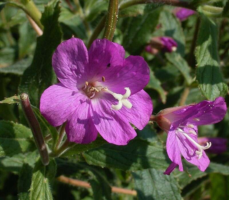 Слика од Epilobium hirsutum L.