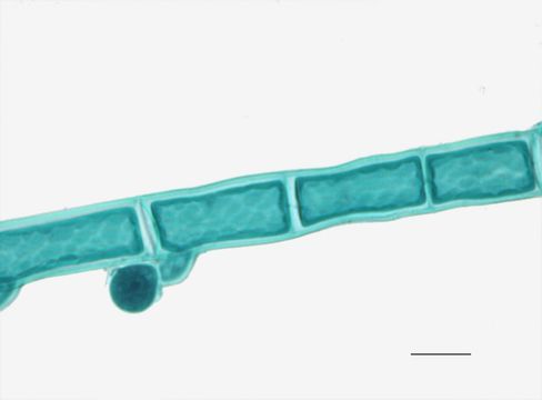 Image of Audouinella
