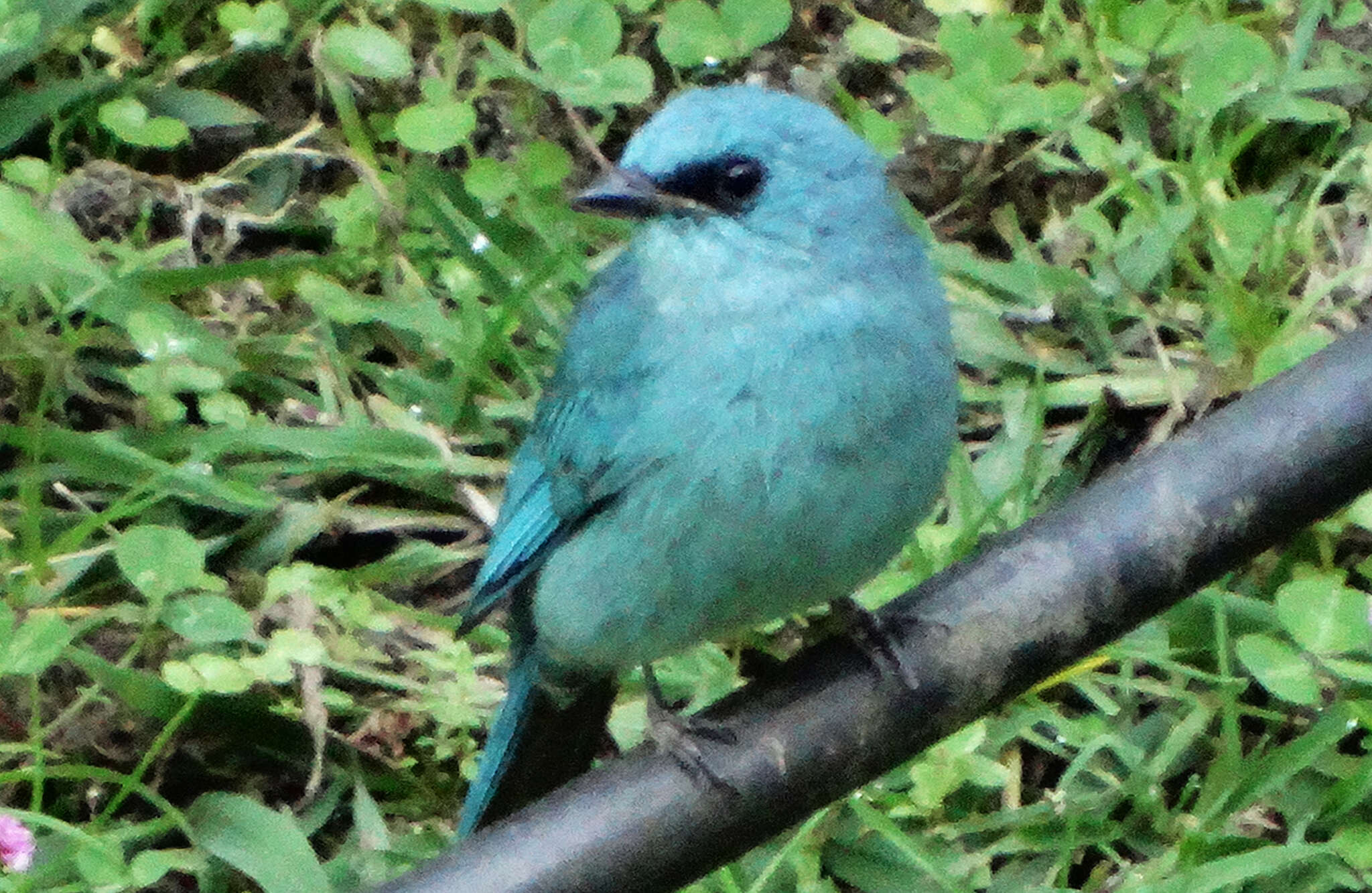 Image of Verditer Flycatcher