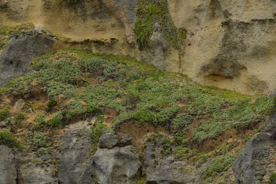 Image of Chatham Island geranium