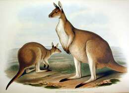 Macropus fuliginosus (Desmarest 1817) resmi