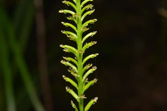 Image of Coilochilus neocaledonicum Schltr.