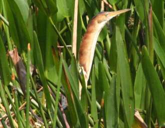 Image of Least Bittern