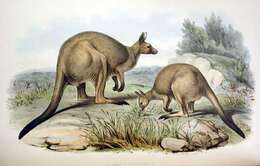 Macropus fuliginosus (Desmarest 1817) resmi