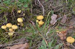 Image of Pholiota pinicola Jacobsson 1986