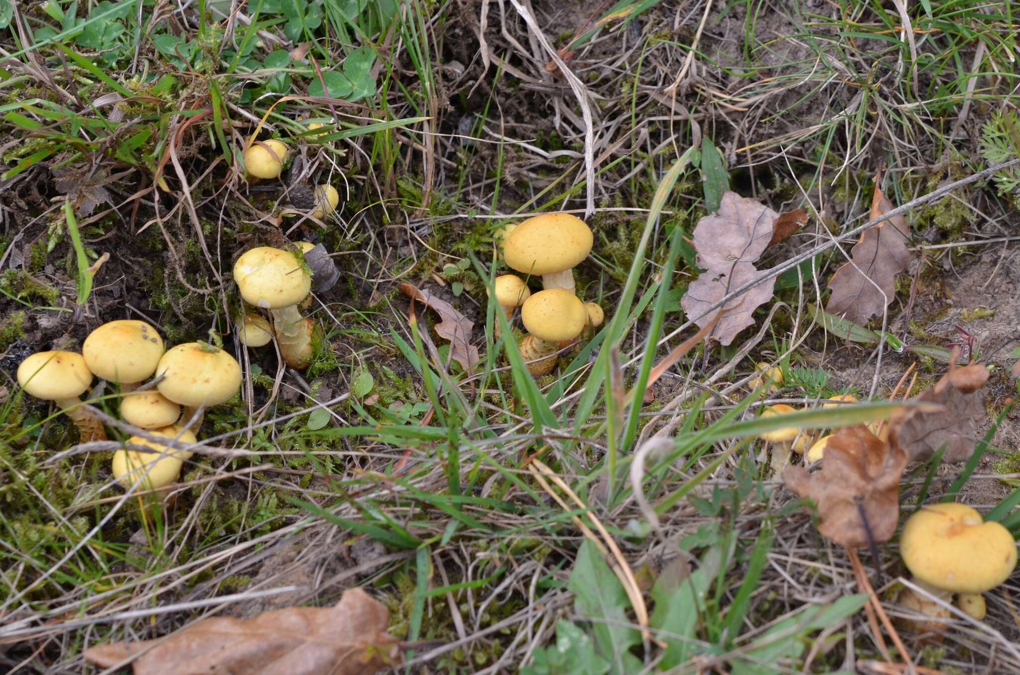 Image of Pholiota pinicola Jacobsson 1986