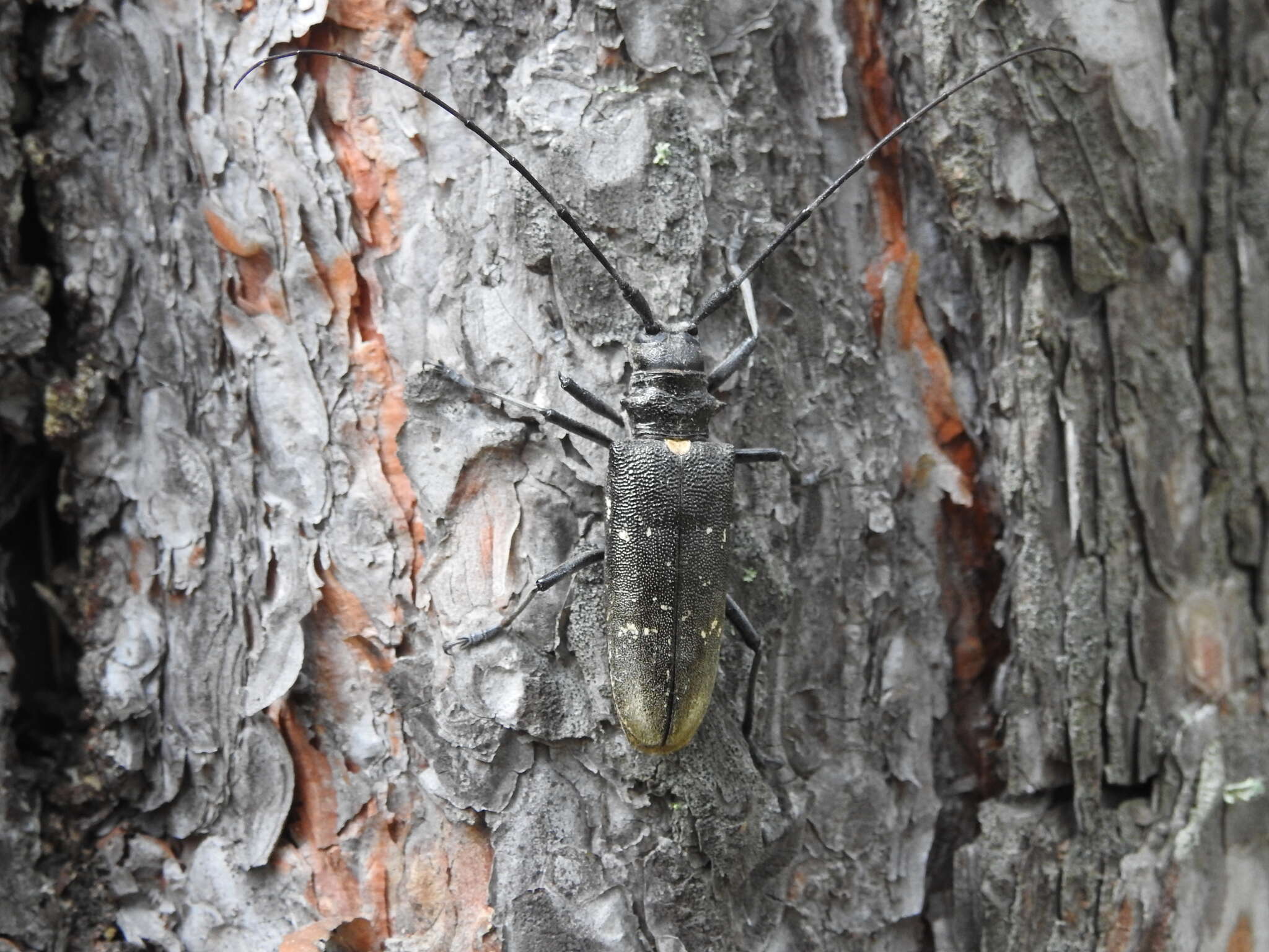 Image of <i>Monochamus sartor urussovii</i>