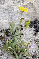 Image of <i>Osteospermum <i>polygaloides</i></i> var. polygaloides