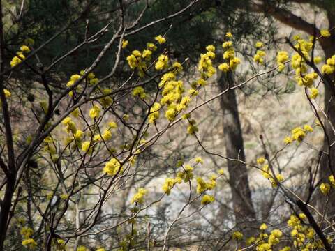 Image of Lindera obtusiloba Bl.