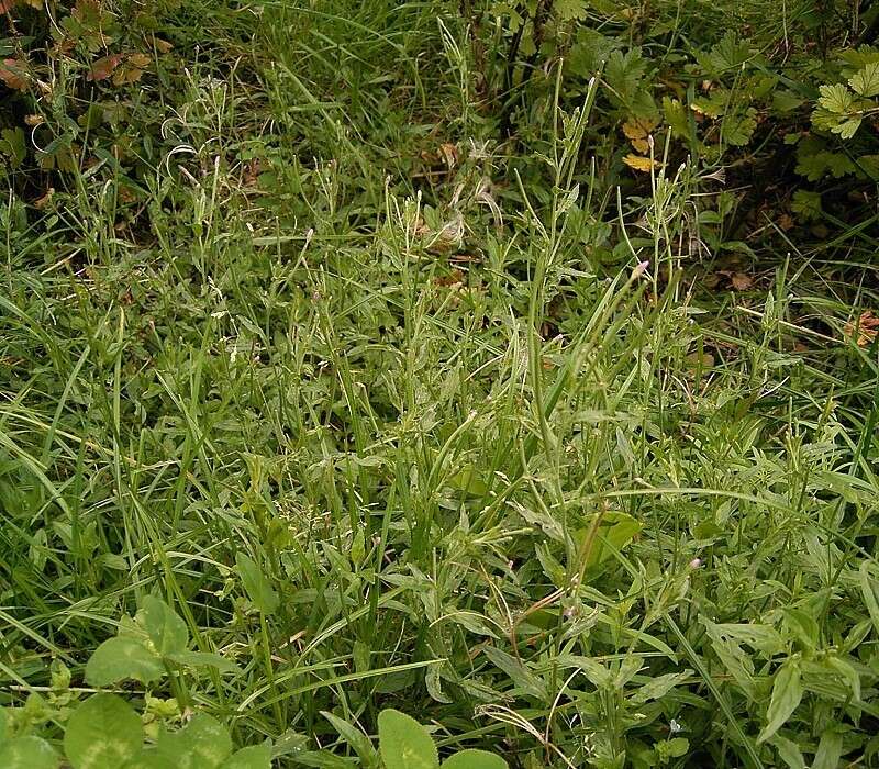 Epilobium montanum L. resmi