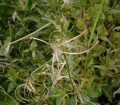 Image of Broad-leaved Willowherb