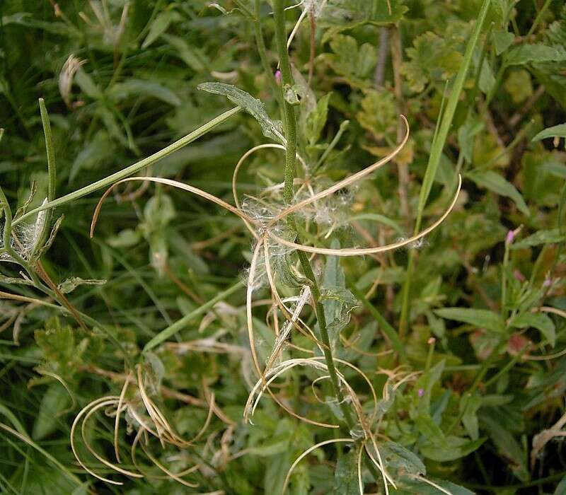 Epilobium montanum L. resmi