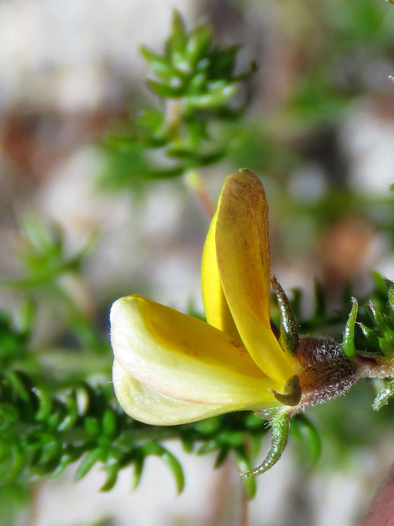 Image of Aspalathus retroflexa subsp. retroflexa