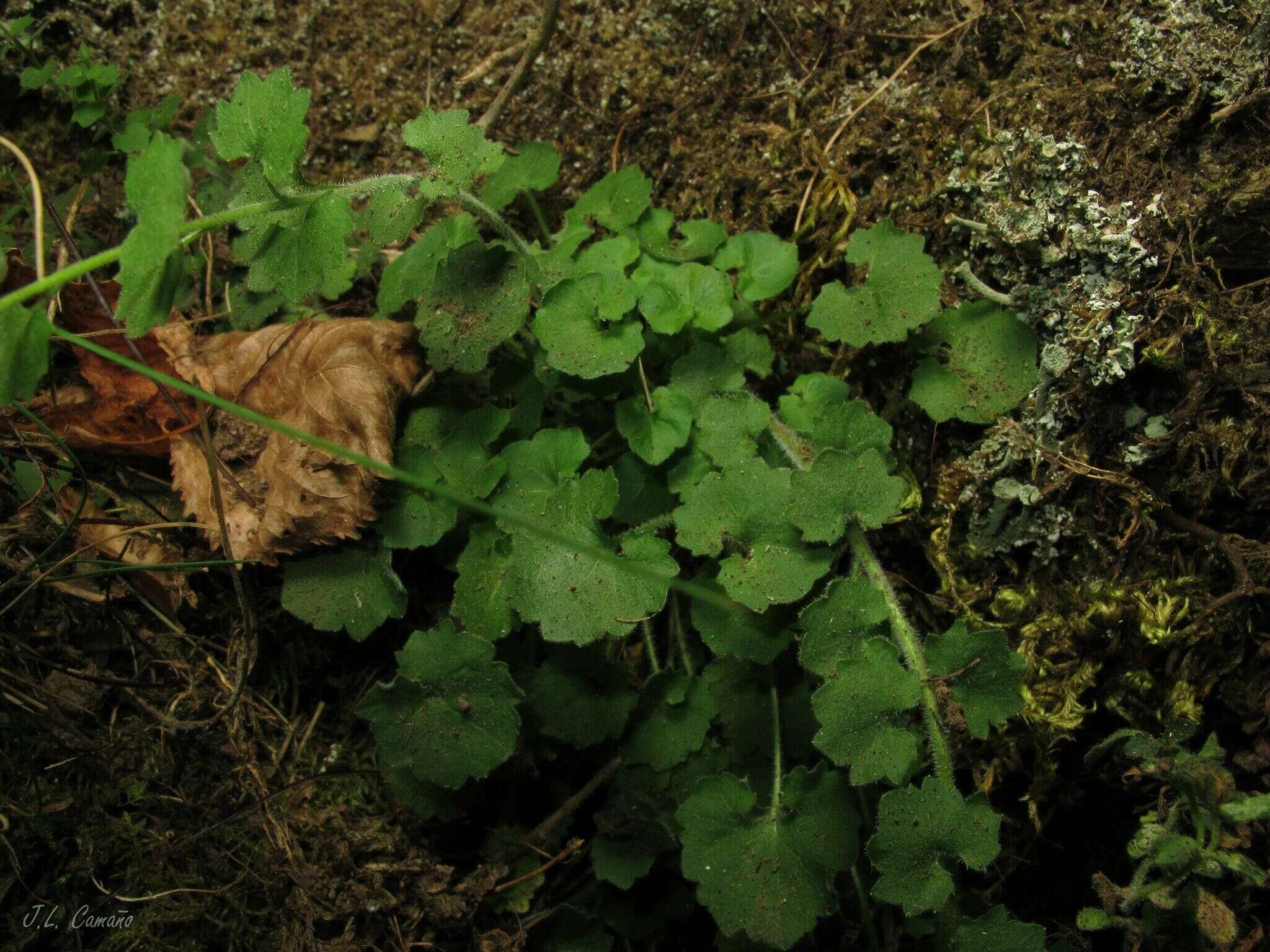 Image of Campanula arvatica subsp. adsurgens (Leresche & Levier) Damboldt