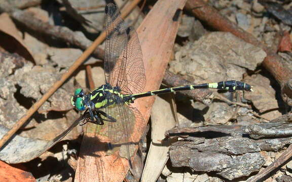 Image of Austroepigomphus Fraser 1953