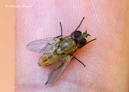 Image of house fly