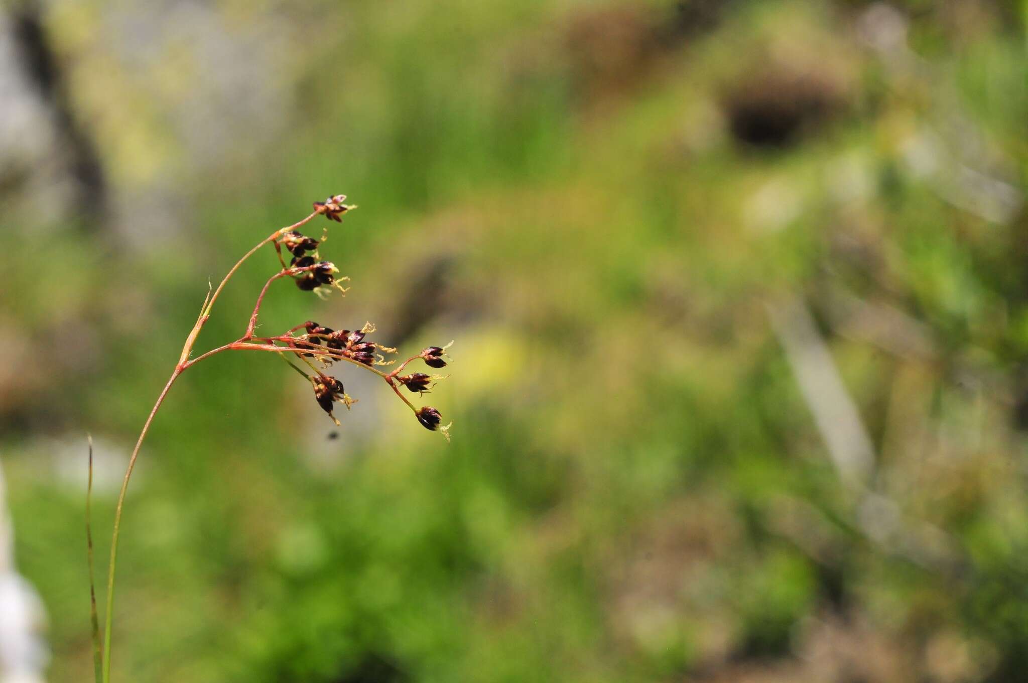 Image of alpine woodrush