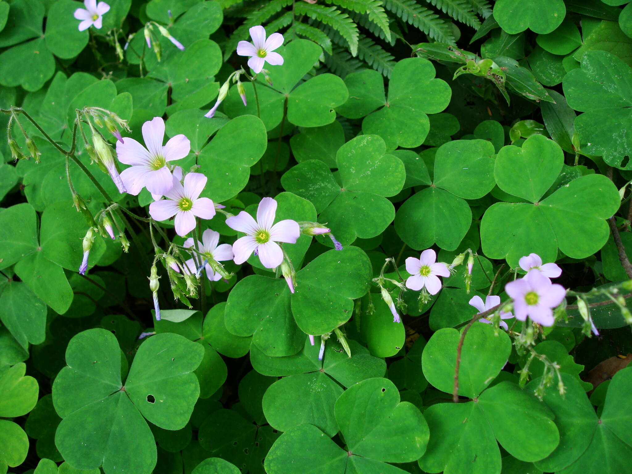 Sivun Oxalis linarantha A. Lourteig kuva