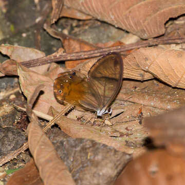 Image of Haetera piera Linnaeus 1758