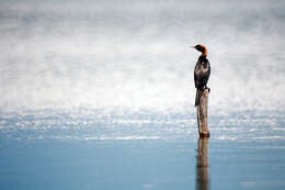 Image of Pygmy Cormorant