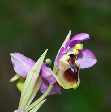 Image of Ophrys tenthredinifera subsp. ficalhoana (J. A. Guim.) M. R. Lowe & D. Tyteca