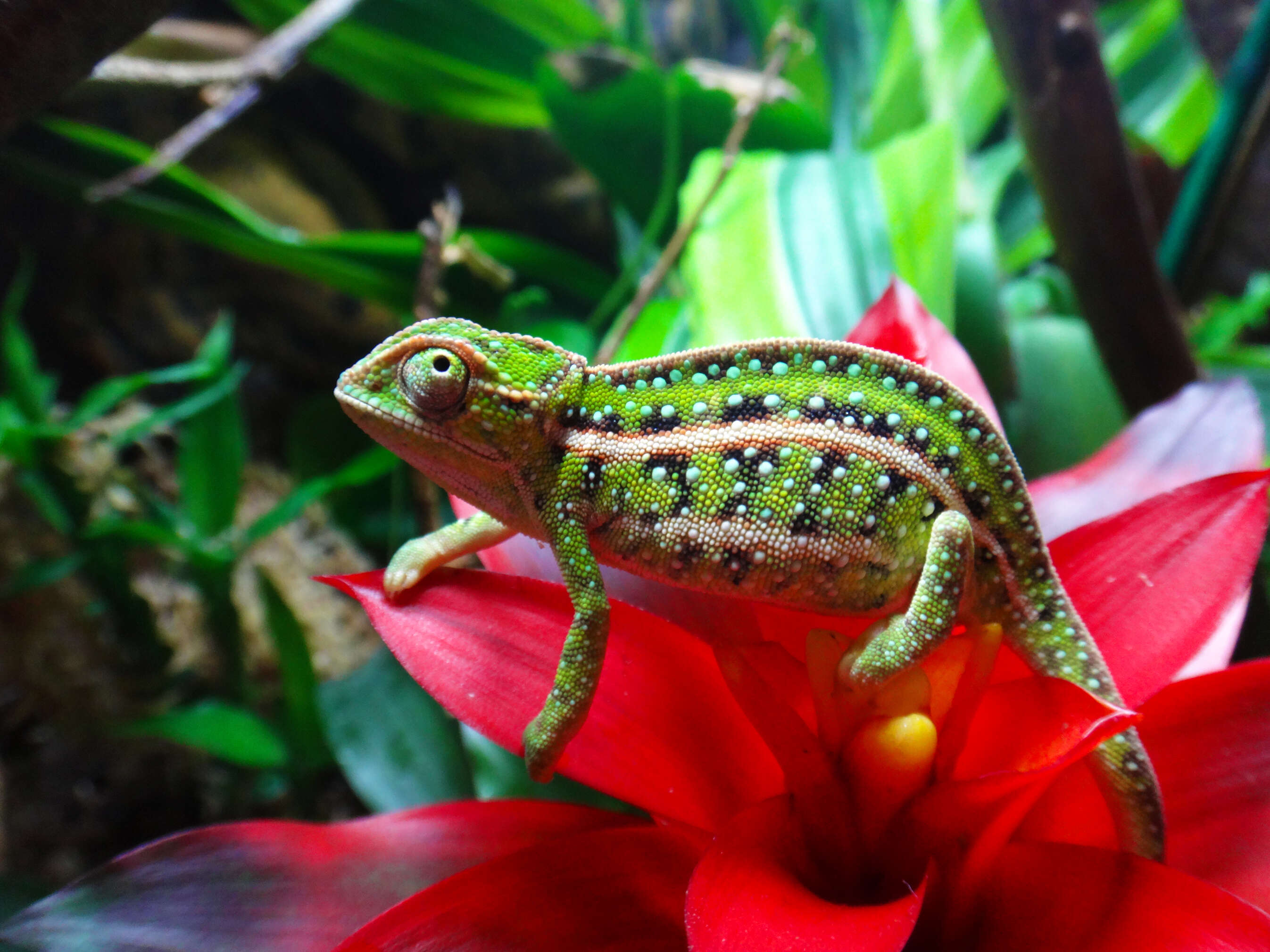 Image of Jeweled chameleon