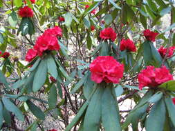 Image of Rhododendron barbatum Wall. ex G. Don