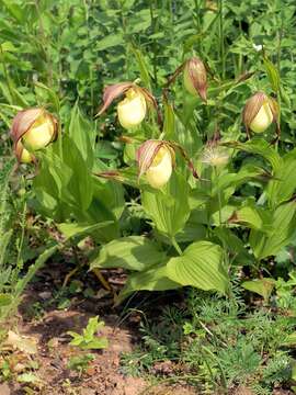 Image of Kentucky lady's slipper