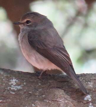 Image de Muscicapa adusta fuscula Sundevall 1850