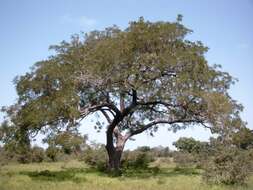 Image of African Locust Bean Tree