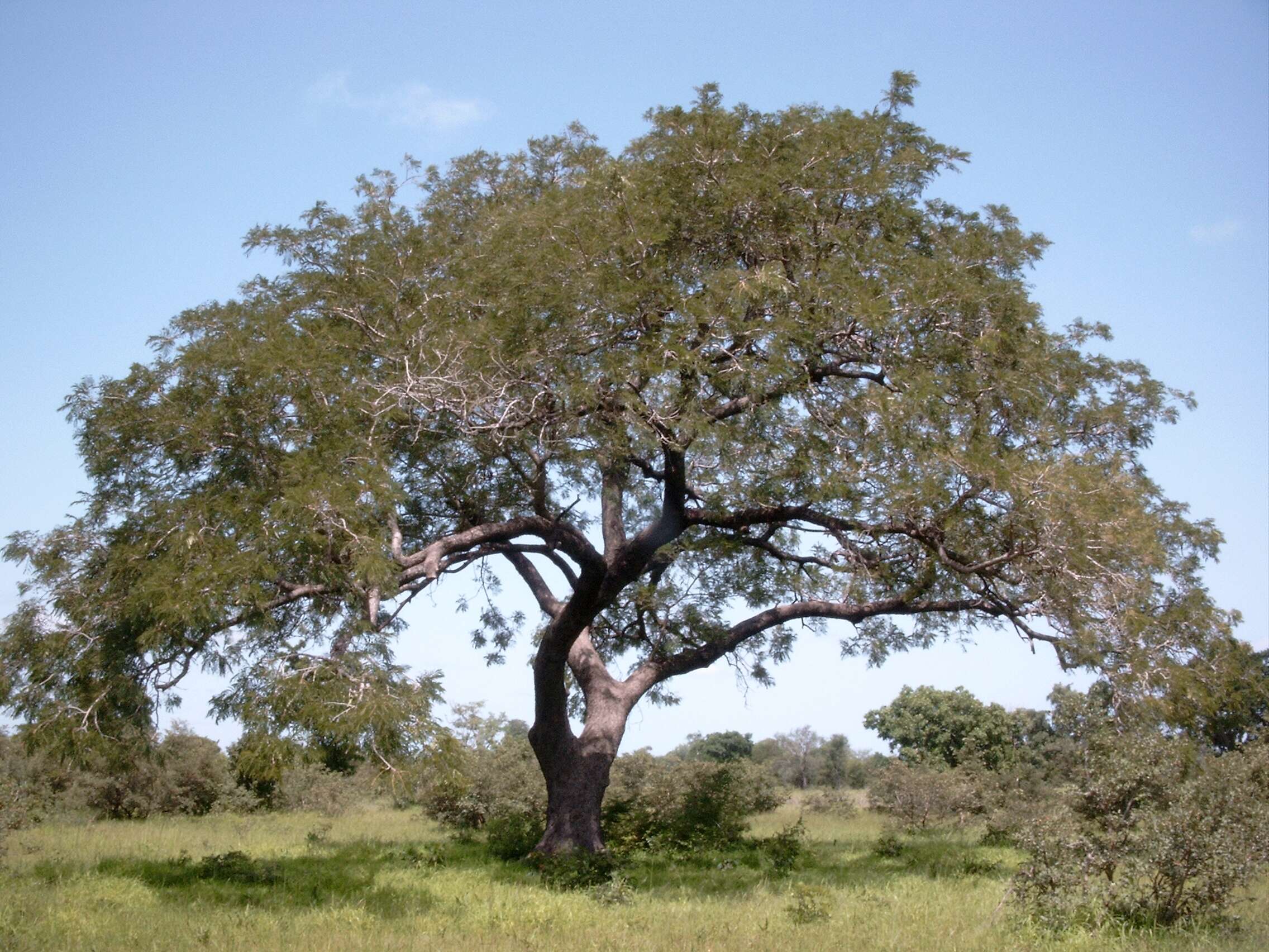 Image of African Locust Bean Tree