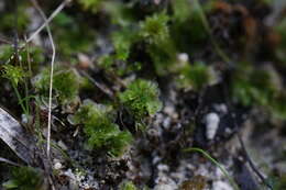 Image of Petalophyllum preissii Gottsche