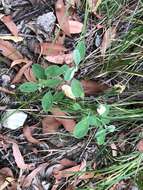 Image de Isotropis foliosa Crisp