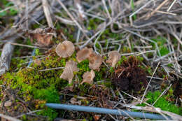 Image de Arrhenia spathulata (Fr.) Redhead 1984