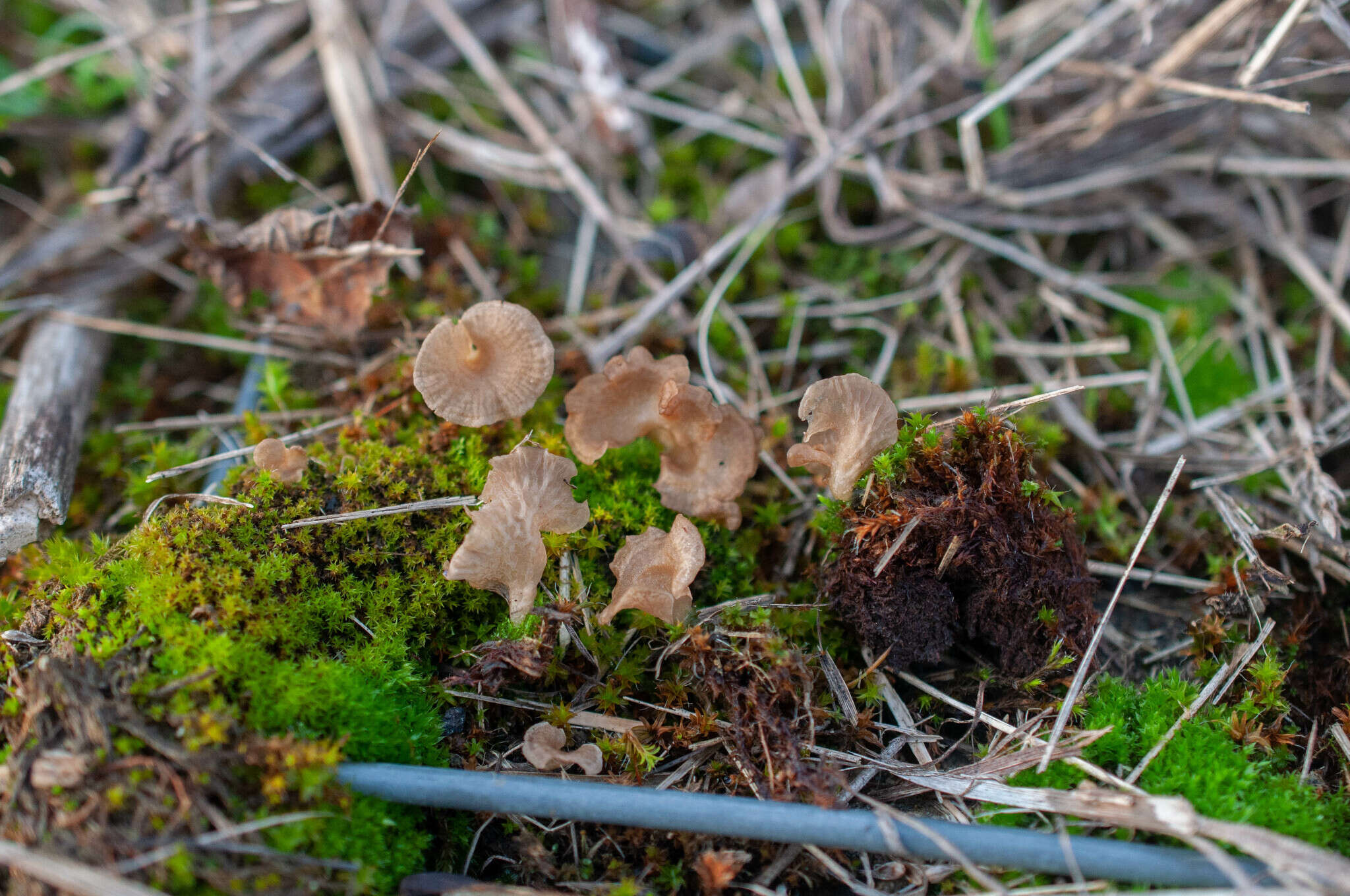 Image de Arrhenia spathulata (Fr.) Redhead 1984