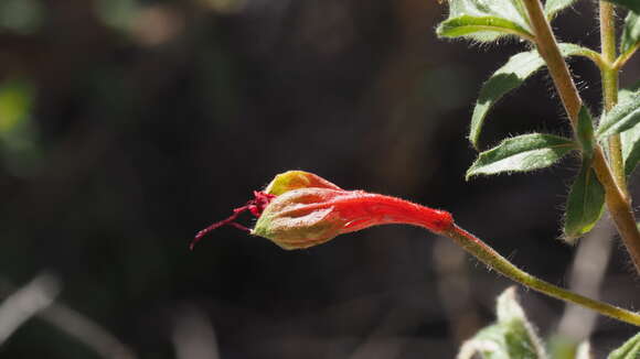 Imagem de Epilobium canum subsp. latifolium (Hook.) P. H. Raven