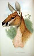 Image of red kangaroo