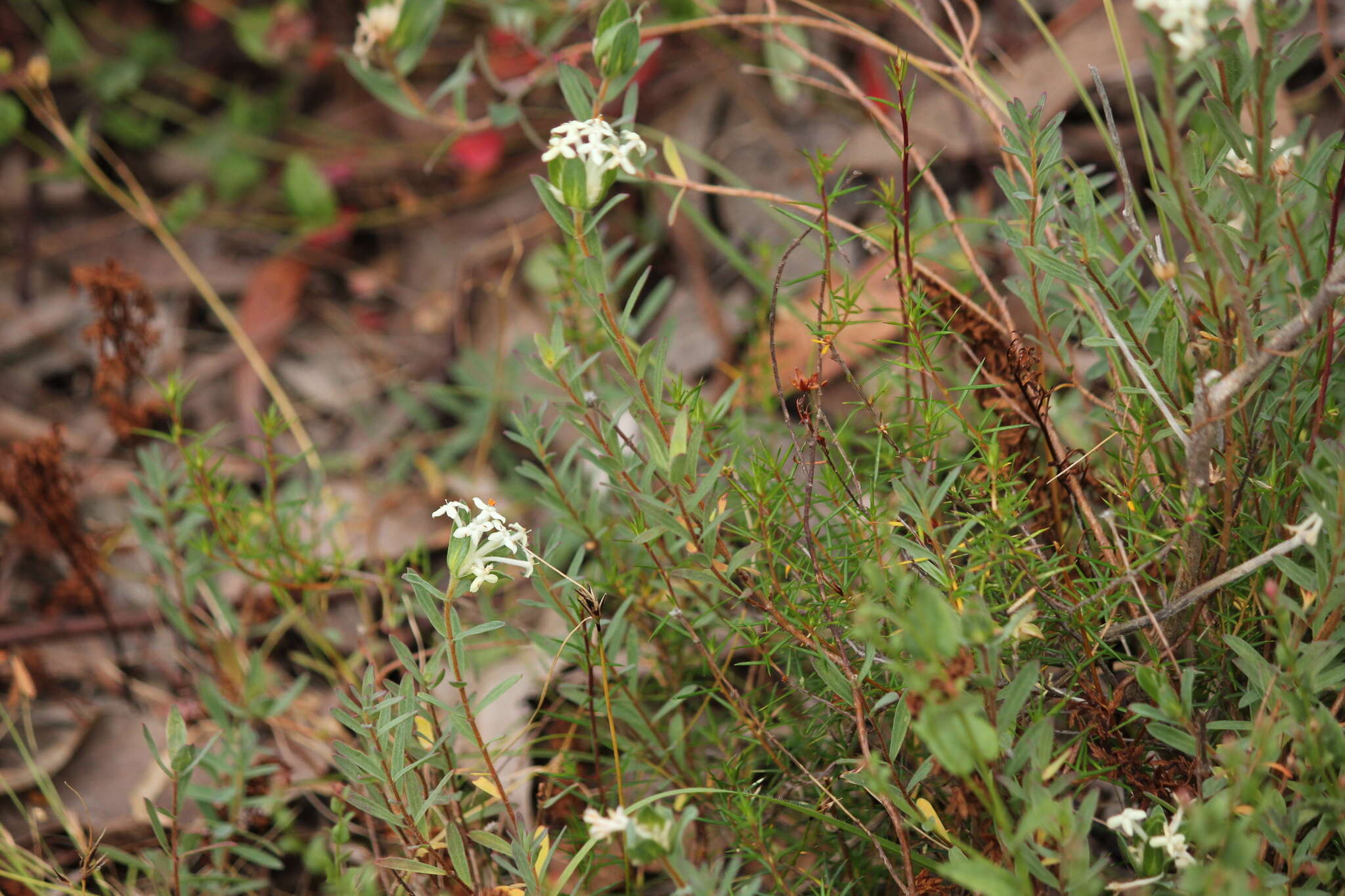 Image of Pimelea humilis R. Br.