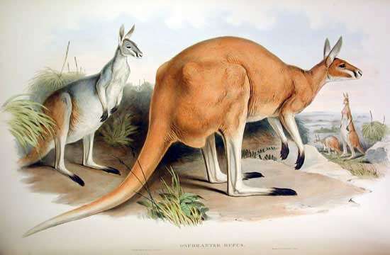 Image of red kangaroo