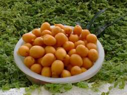 Image of hog plum