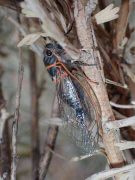 Image of Platypedia sylvesteri Simons 1953